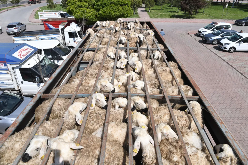 3200 KOYUN DAGITILDI1 3 - Mega TV