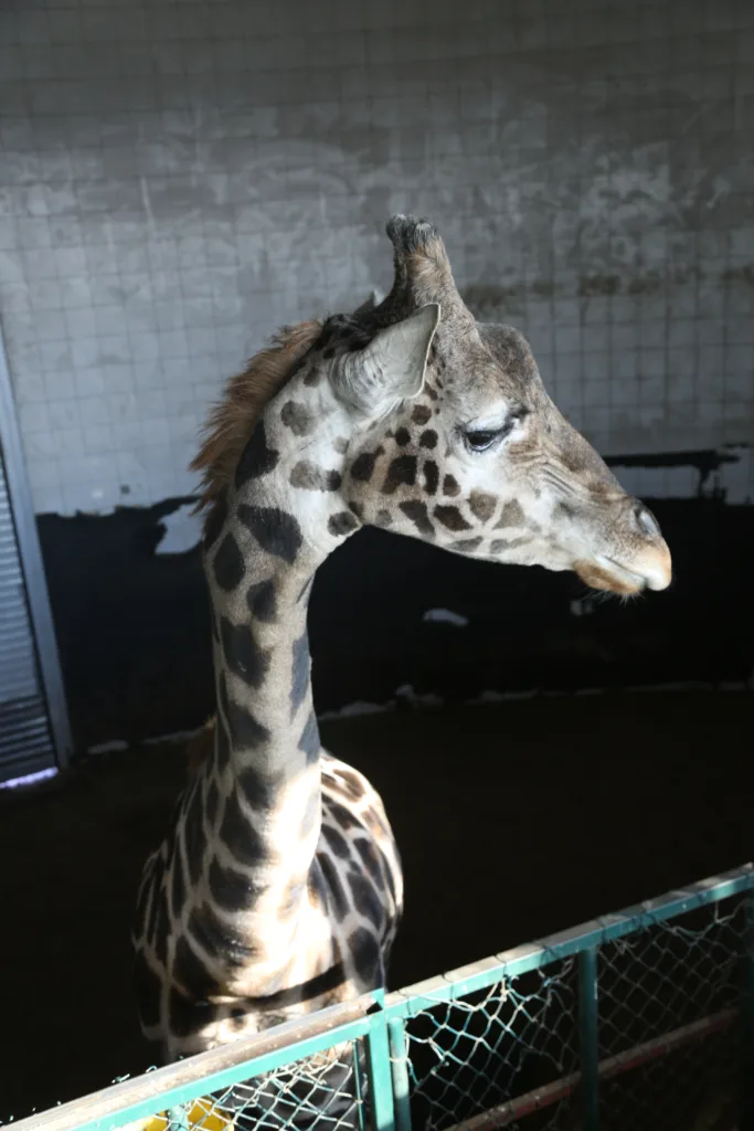 MRK32544 l - Mega TV