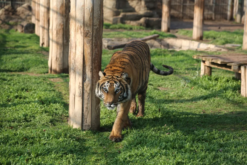 MRK32889 x - Mega TV