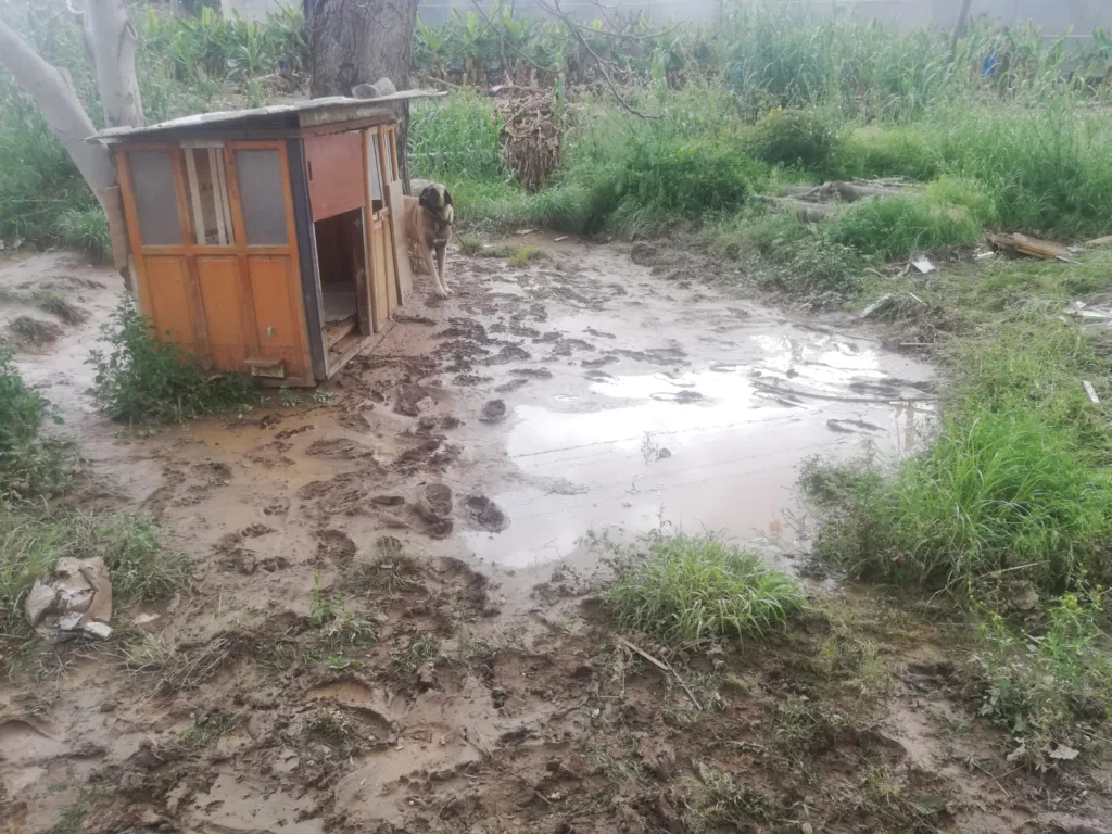 WhatsApp Image 2023 04 28 at 14.00.08 1 - Mega TV