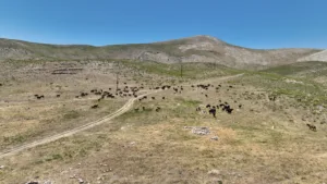 Coban Haritasi Projesi 2 min - Mega TV