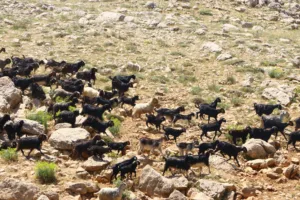 Coban Haritasi Projesi 4 min - Mega TV