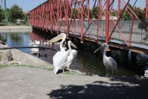 IMG 1678 x min - Mega TV