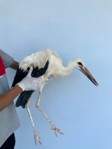 WhatsApp Gorsel 2023 07 07 saat 17.43.30 - Mega TV