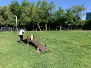 kopek parkuru 5 min 1 - Mega TV