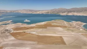 Biçerdöver Kullanan Başkan Büyükkılıç , Aspir Hasadını Başlattı - Mega TV DJI 0130 1 1 - Mega TV