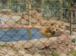 DOGAL YASAM PARKI HAYVANLARA BUZLU MEYVE SERVISI 12 min - Mega TV