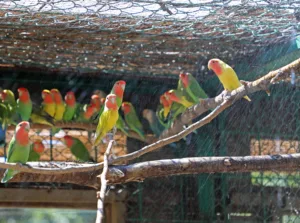 DOGAL YASAM PARKI HAYVANLARA BUZLU MEYVE SERVISI 15 min - Mega TV