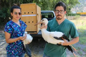 Büyüyen yavru leylekler doğal yaşama bırakıldı - Mega TV IMG 0067 min - Mega TV