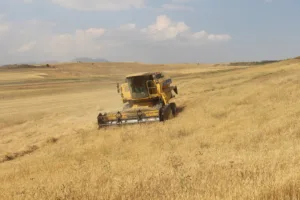 Antalya Büyükşehir Belediyesi kendi arazisinde buğday yetiştirdi - Mega TV KIZILALILER BUGDAY HASATI 30 min - Mega TV