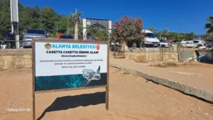 Alanya Belediyesi'nden Caretta Carettalara Özel Çalışma - Mega TV WhatsApp Image 2023 09 20 at 14.49.57 - Mega TV
