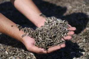 secilenler 103 4 min - Mega TV